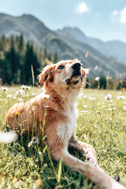 istock dog in the dolomites 1322108737
