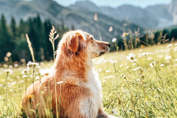 istock dog in the dolomites 1322108766