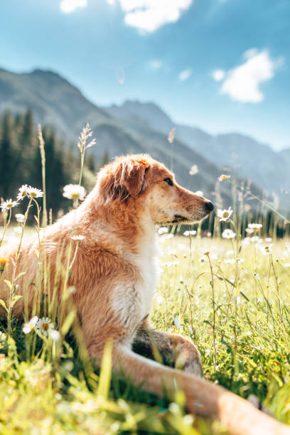 istock dog in the dolomites 1322108795