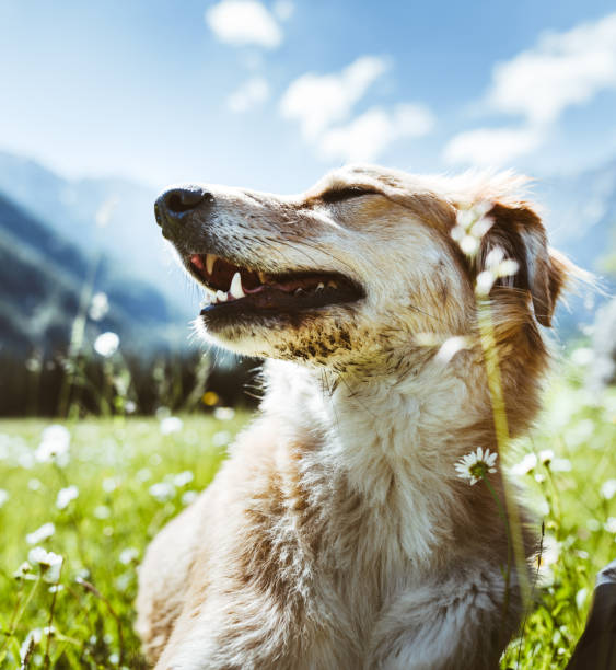 istock dog in the dolomites 1322108839