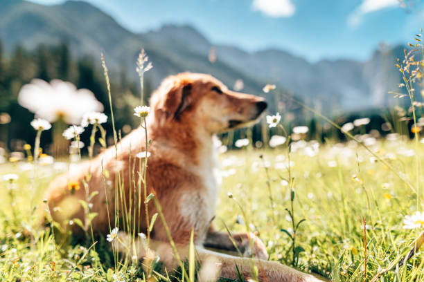 istock dog in the dolomites 1322108904