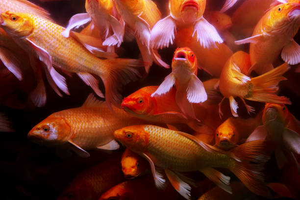 istock koi fishes swimming in pond 1322109347