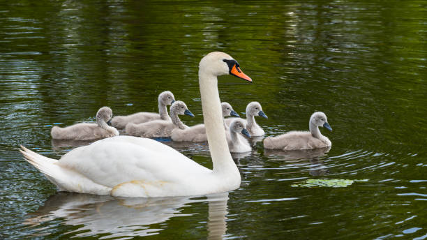элегантный белый немой лебедь и милые cygnets на поверхности пруда. лебедь-олор - water surface standing water swan mute swan стоковые фото и изображения