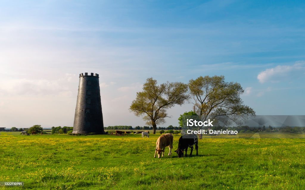 Cows enjoy open pasture with disused mill and trees Beverley, UK. Cows enjoy open pasture with lush grass and flowering wild flowers with disused mill and tree on horizon under bright setting sky at sunset in the Westwood, Beverly, Yorkshire, UK. East Riding Of Yorkshire Stock Photo