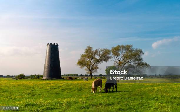 Cows Enjoy Open Pasture With Disused Mill And Trees Beverley Uk Stock Photo - Download Image Now