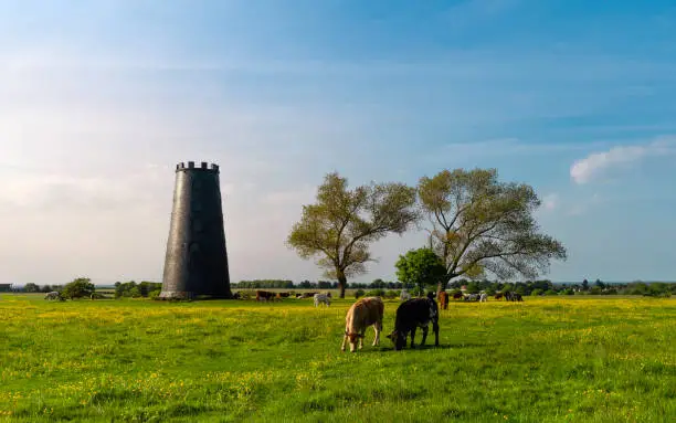 Cows enjoy open pasture with lush grass and flowering wild flowers with disused mill and tree on horizon under bright setting sky at sunset in the Westwood, Beverly, Yorkshire, UK.