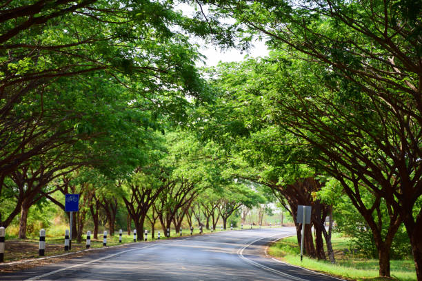 istock Beautiful long road with green trees summer day 1322110524