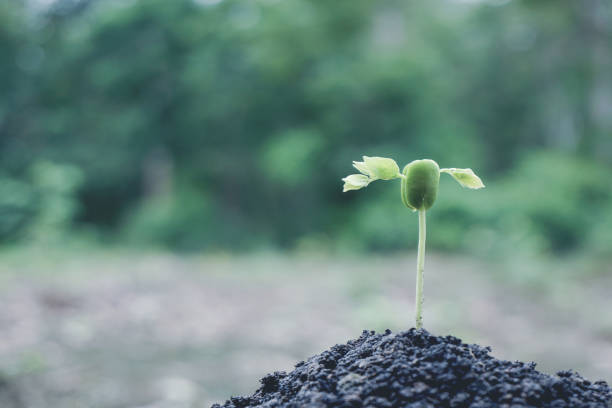 istock Tree planting seedling care grows on a soil sapling growing on green nature background, Agriculture save The Earth and development concept. 1322110657