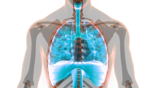 istock Human Respiratory System Lungs Anatomy 1322110939