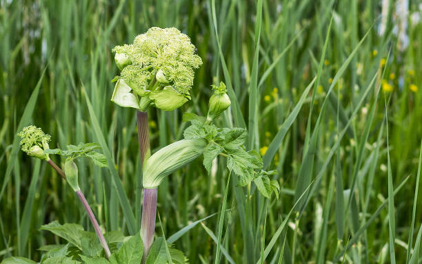 gros plan fleur blanche de plante médicinale angelica sur le fond du feuillage - angelica herb plant organic photos et images de collection