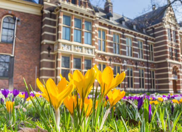 Bright yellow crocuses in front of the museum in Assen stock photo