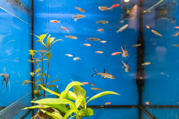 istock Aquarium fish Pristella maxillaries 1322117122