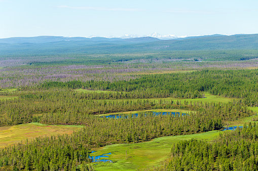 Endless forests. Northern landscape. Impenetrable swamps in the north