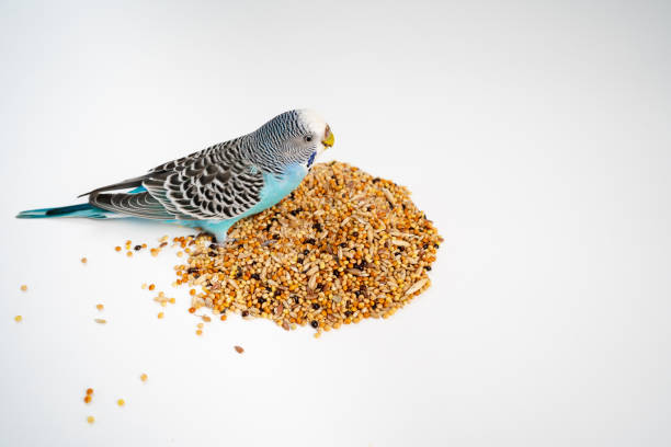 istock Blue wavy parrot eats bird food on a white background. pet shop. 1322120647