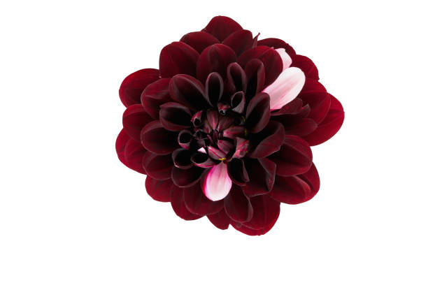 istock Dahlia Daria in Love Isolated on a White Background 1322121295