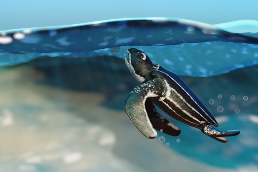 3d realistic rendering close-up shot of a baby newborn Leatherback sea turtle swimming in a shallow sea.