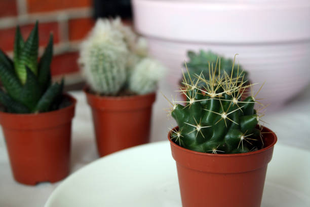 istock Echinocactus Gruzonii. A small succulent in a pot. 1322122019