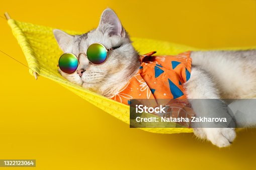 istock Portrait of an adorable white cat in sunglasses and an shirt, lies on a fabric hammock, isolated on a yellow background. 1322123064