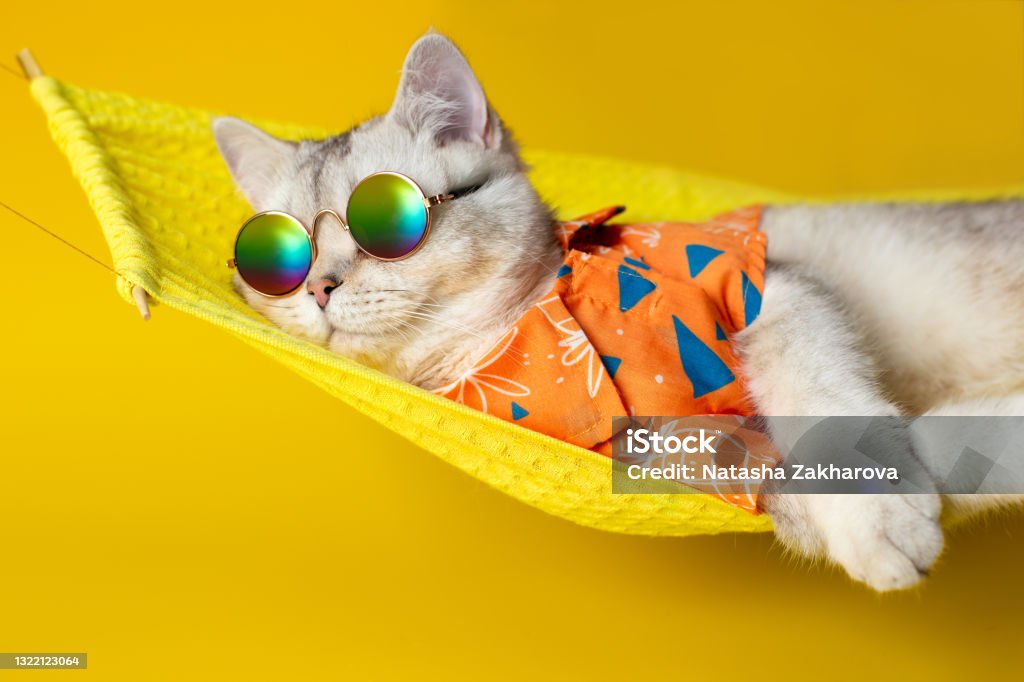 Portrait of an adorable white cat in sunglasses and an shirt, lies on a fabric hammock, isolated on a yellow background. Portrait of an adorable white cat in sunglasses and an orange shirt, lies on a yellow fabric hammock, isolated on a yellow background. Close up. Copy space Domestic Cat Stock Photo