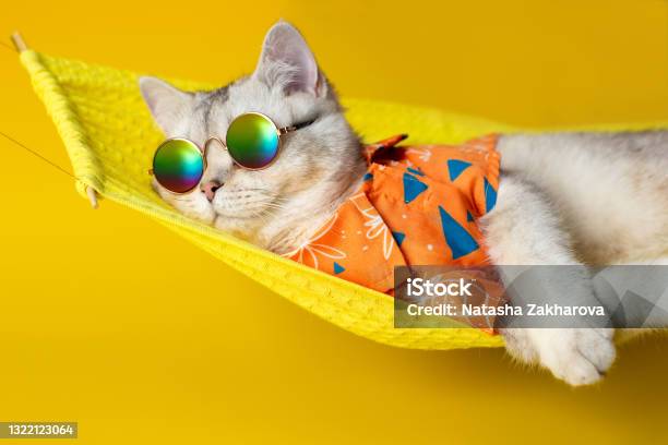 Portrait Of An Adorable White Cat In Sunglasses And An Shirt Lies On A Fabric Hammock Isolated On A Yellow Background Stock Photo - Download Image Now