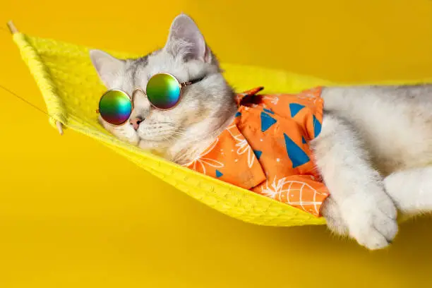 Photo of Portrait of an adorable white cat in sunglasses and an shirt, lies on a fabric hammock, isolated on a yellow background.
