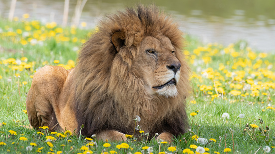 Male Lion Resting on Grass with Dandelions