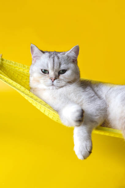 istock Adorable white cat on yellow fabric hammock isolated on yellow background 1322125281