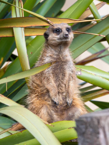 istock Young Meerkat Sitting Upright on the Ground 1322125760