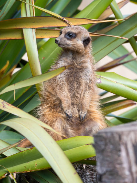 istock Young Meerkat Sitting Upright on the Ground 1322125768