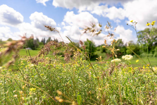 istock Summer nature background, flowers on a field, blue sky with white clouds, copy space 1322128059