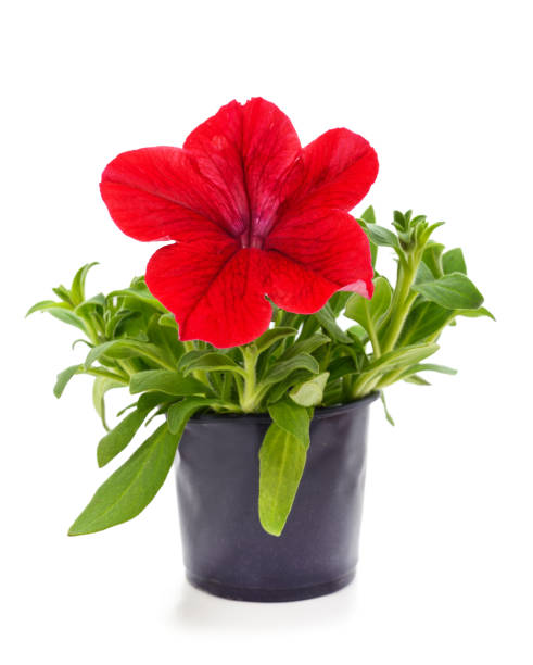 istock Purple petunia in the pot. 1322128116