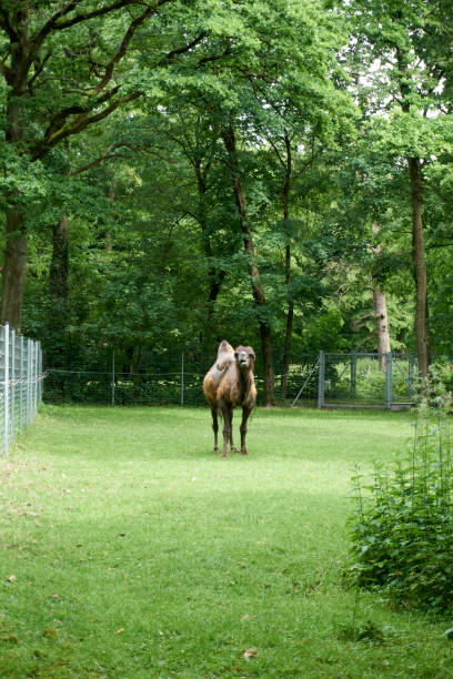 brown bactrian camel in forest - bactrianus imagens e fotografias de stock