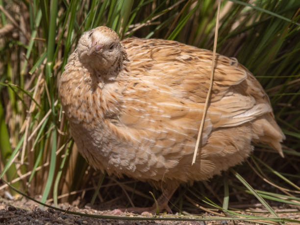 istock Japanese Quail Standing on the Ground 1322128725