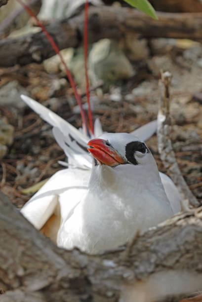 Red-tailed Tropicbird Red-tailed Tropicbird (Phaethon rubricauda) close-up of adult on nest"n"nLady Eliot Island, Queensland, Australia       February red tailed tropicbird stock pictures, royalty-free photos & images