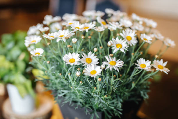 schöne blumen, nahaufnahme - marguerite stock-fotos und bilder