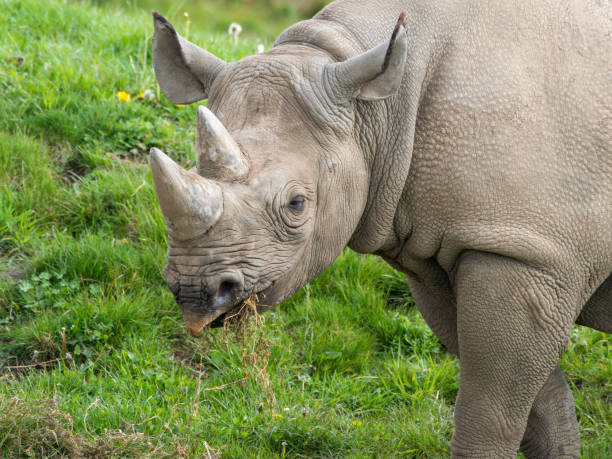 istock Eastern Black Rhino Standing on Grass Feeding 1322130308