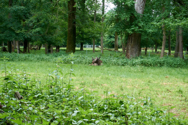 istock brown moose lying in the forest 1322131081