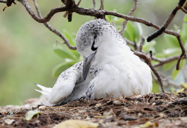 Red-tailed Tropicbird Red-tailed Tropicbird (Phaethon rubricauda) juvenile fledgling on nest preening"n"nLady Eliot Island, Queensland, Australia       February red tailed tropicbird stock pictures, royalty-free photos & images