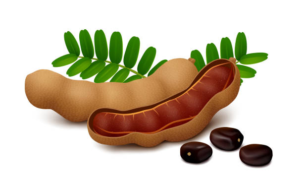 ilustrações, clipart, desenhos animados e ícones de frutos de tamarindo com folhas e sementes isoladas em fundo branco - tamarindo