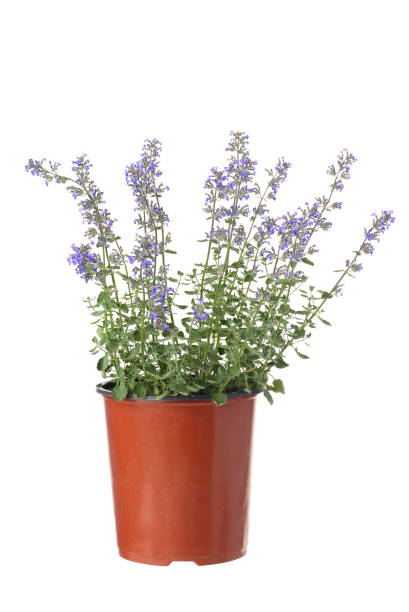 isolated pot of purrsian blue catmint nepeta faassenii periwinkle isolated pot of purrsian blue catmint nepeta faassenii periwinkle on white nepeta faassenii stock pictures, royalty-free photos & images