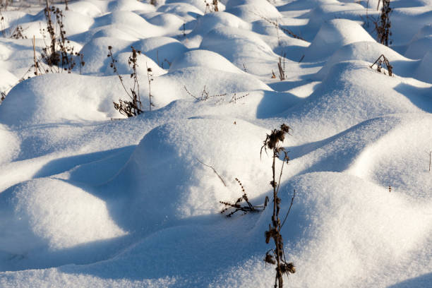 istock snow cover the grass and dry plants 1322133852