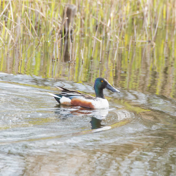 istock Shoveler Duck Floating on Water 1322134156