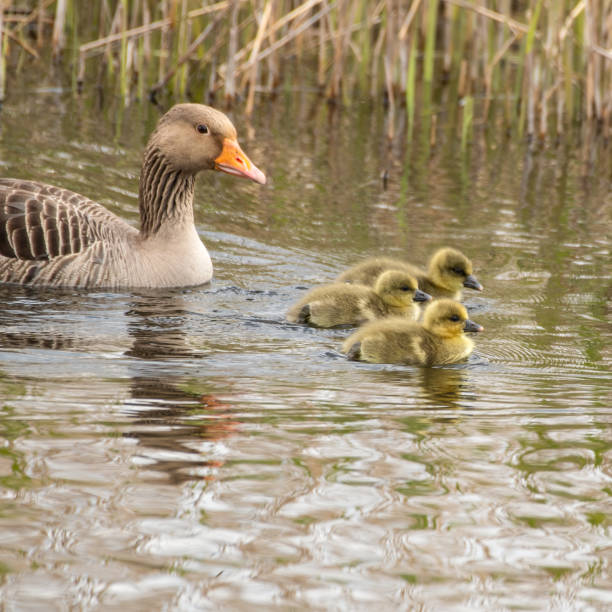istock Greylag Goose with Its Goslings 1322134157