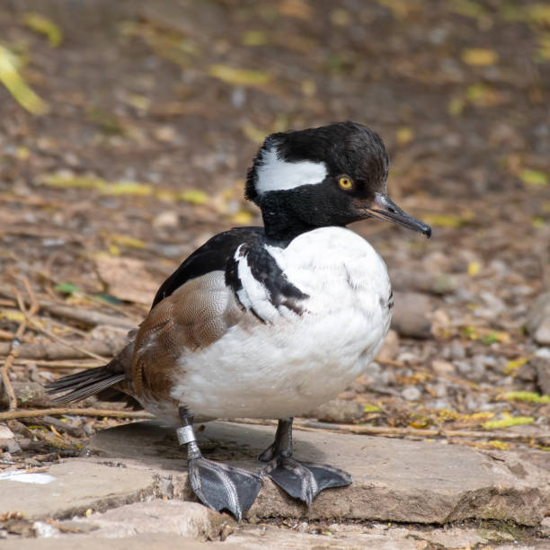 istock Male Bufflehead Duck Standing on the Waters Edge 1322134453
