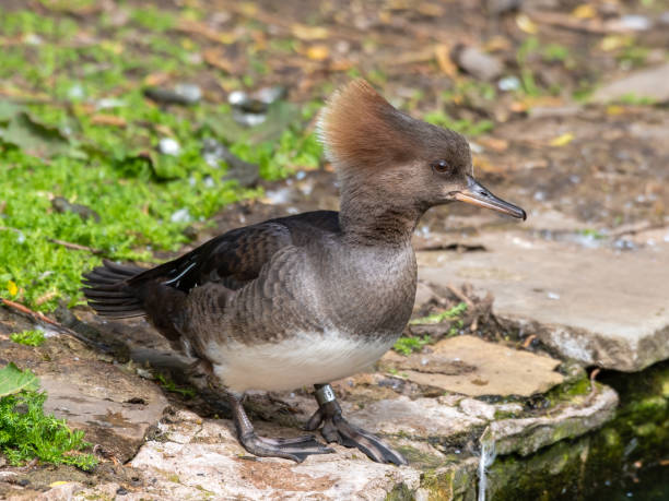 istock Female Bufflehead Duck Standing on the Waters Edge 1322134980