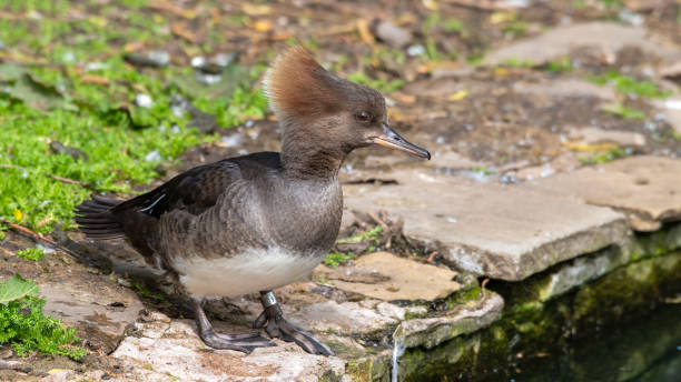 istock Female Bufflehead Duck Standing on the Waters Edge 1322134982