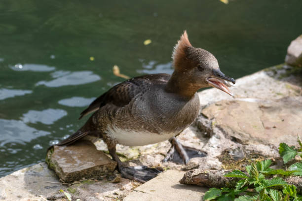 istock Female Bufflehead Duck Standing on the Waters Edge 1322135027