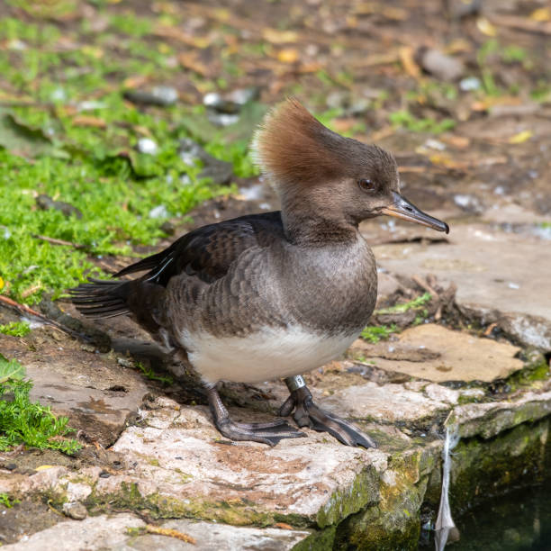 istock Female Bufflehead Duck Standing on the Waters Edge 1322135028
