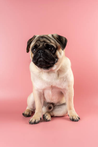 istock Cute Pug dog sitting on pink background. 1322135285
