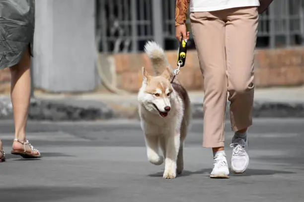 Photo of A woman who can not see the face is walking along the street of the city with a thoroughbred dog breed Siberian husky red color on a leash. A girl in modern clothes with a dog of a popular breed.